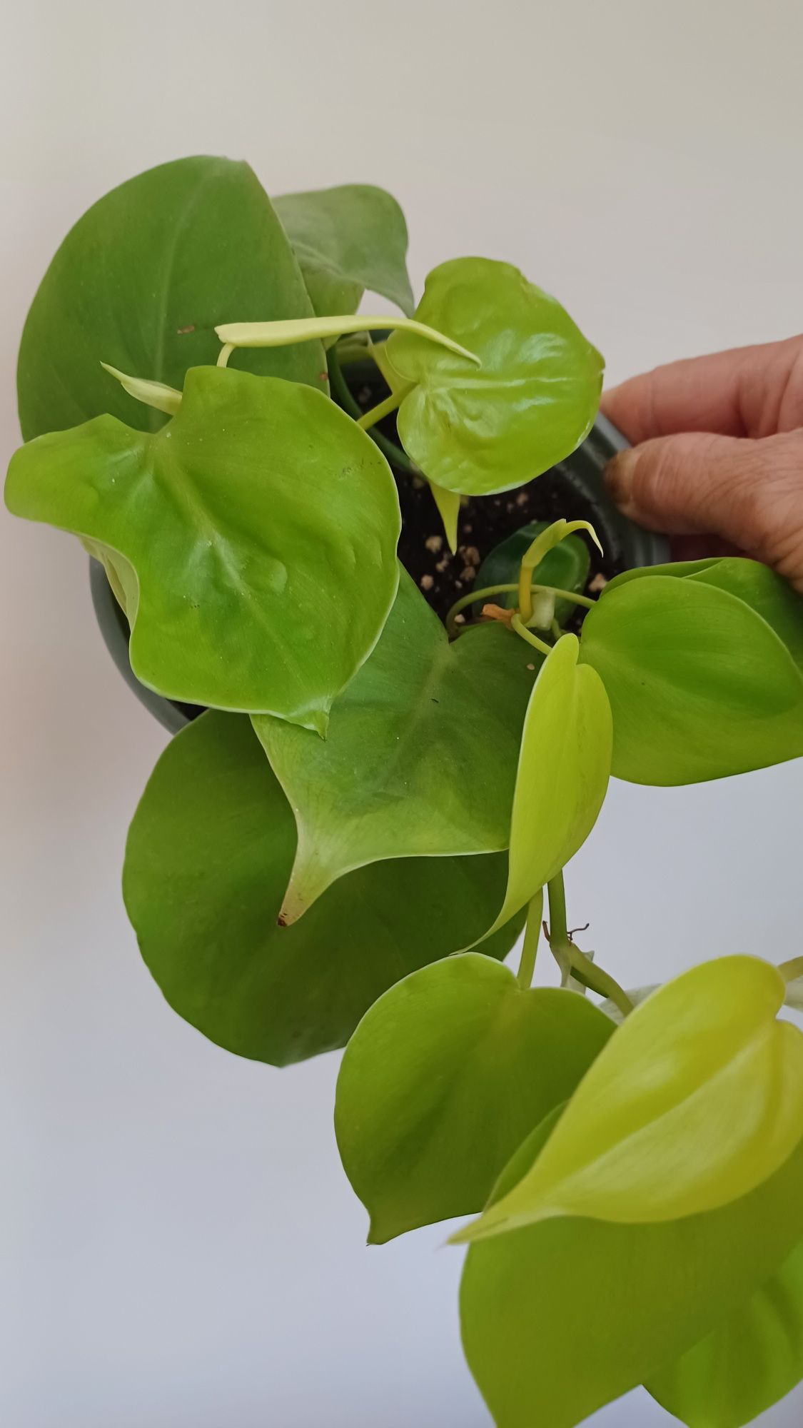 Philodendron lemon lime