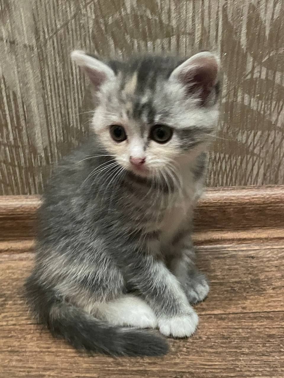 Кошенята котики..