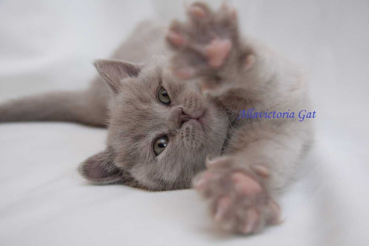 Gatinhos de pais de elite. Disponíveis para reserva.