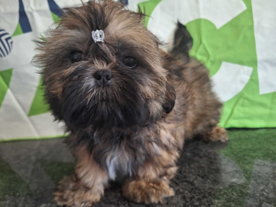 Shih Tzu suczka z rodowodem SWKIPR