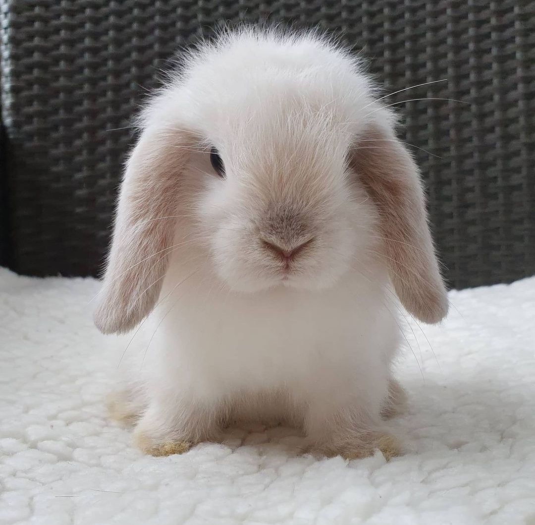 KIT Coelhos anões orelhudos, mini lop adoráveis e muito brincalhões