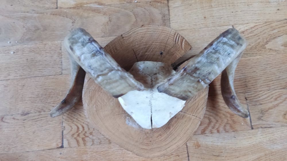 Роги тварин роги тварин роги тварин