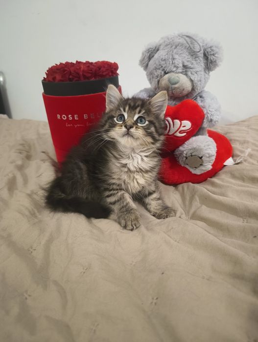 *Cudna MELISSA* Czarny Maine Coon Rodowód Chip