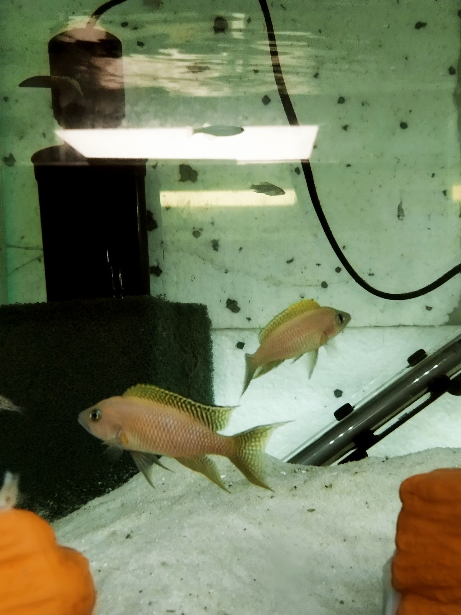 Neolamprologus walteri Kigoma księżniczka tanganika