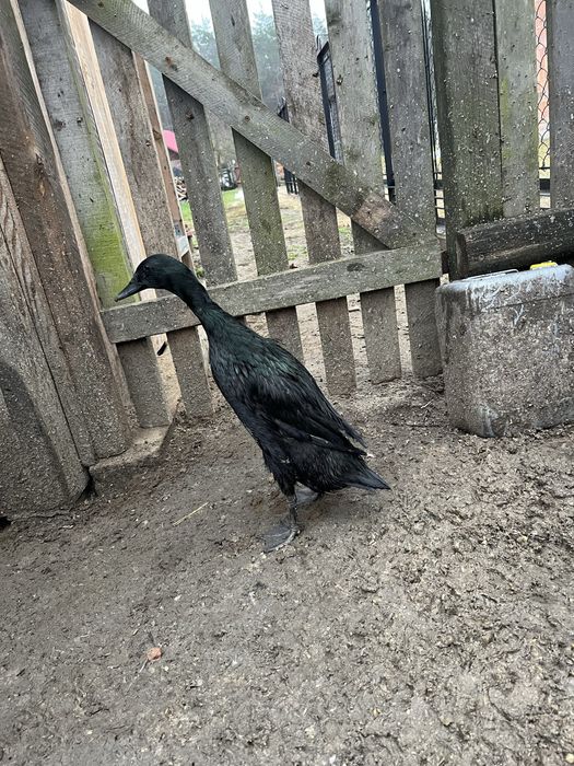 Kaczka biegus indysjki