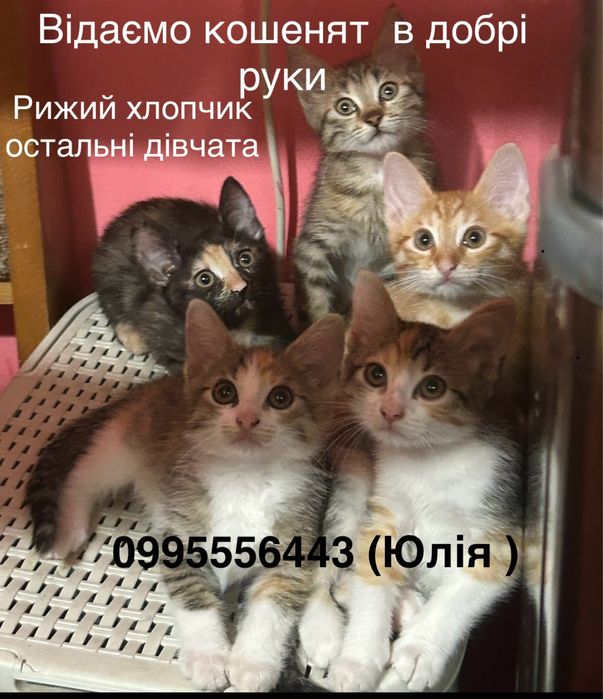 Відаємо кошенят в добрі руки