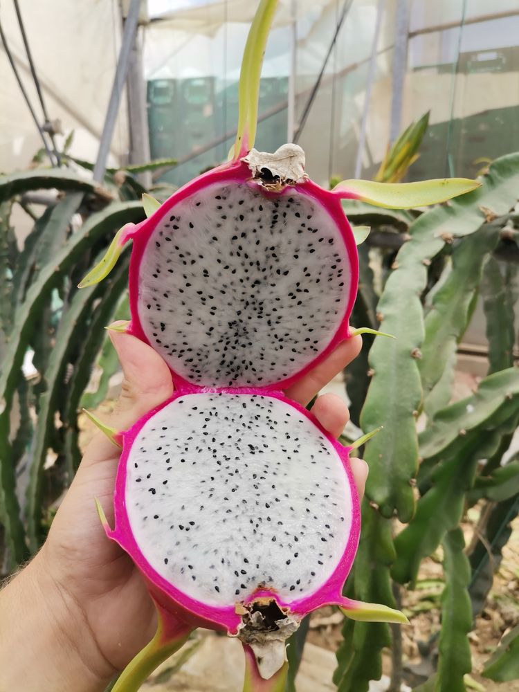 Pitaya Estacas (PROMOÇÃO PRIMAVERA)