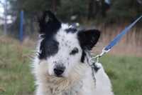 Oreo mix border collie do adopcji