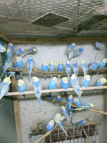 Papugi faliste tęczowe