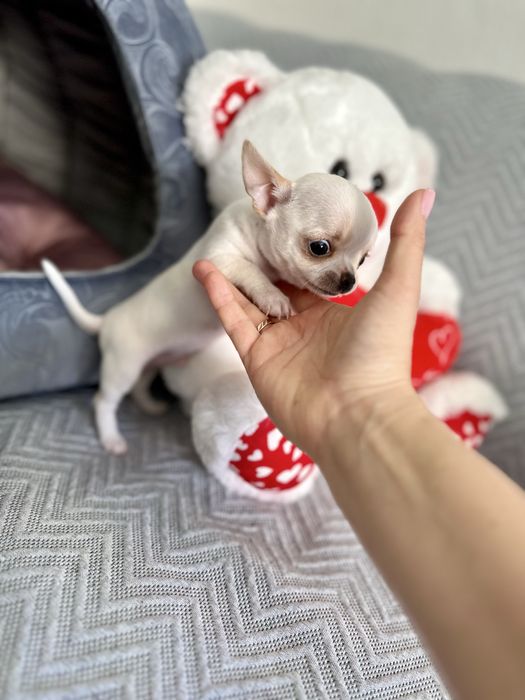 Menina chihuahua super minuatura perfeita