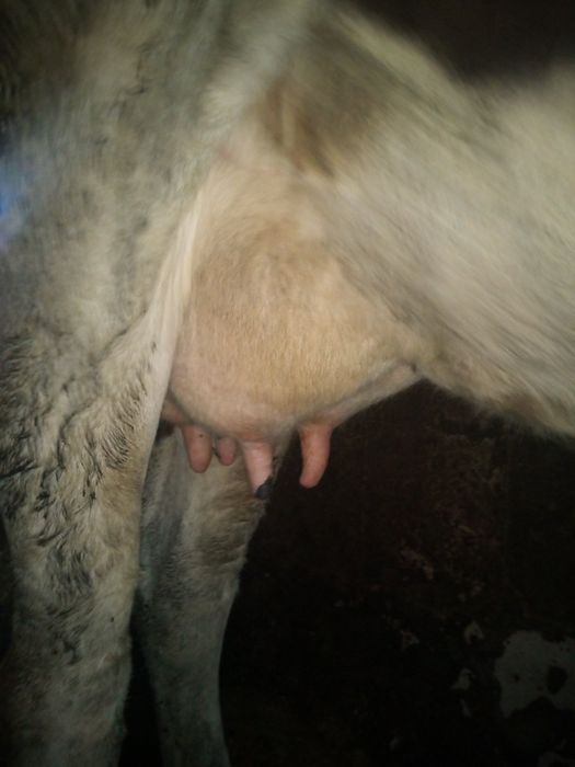 Продам добру молоду корову