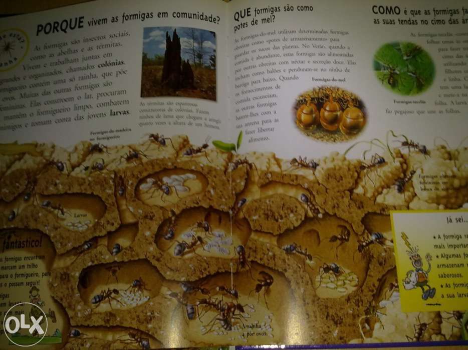 Coleção Vamos Perguntar 3 volumes