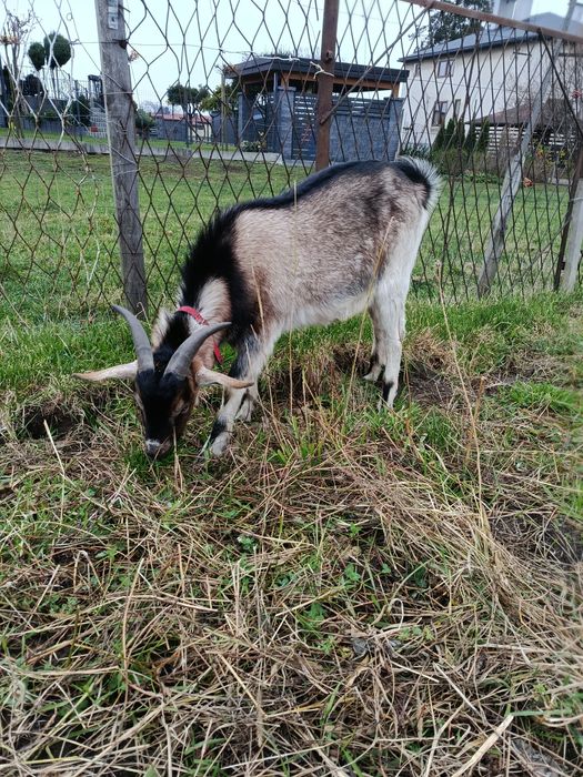 Kozioł koziołek cap capek koza
