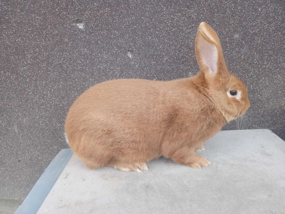 Samce Burgundy , burgundzkie 6kg  +/-