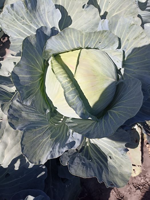 Продам капусту у великих об'ємах