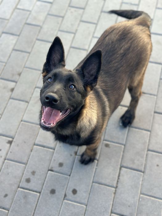 Пропоную цуценя малінуа