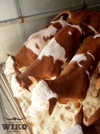 Simental cielaki 100-130kg mięsne byczki jałówki mm FINANSOWANIE