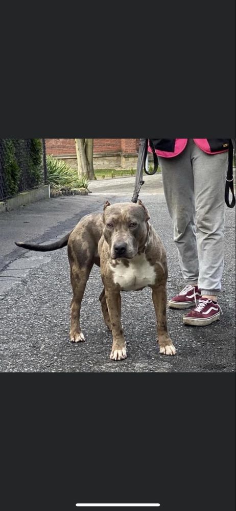 Suczka American Bully XL