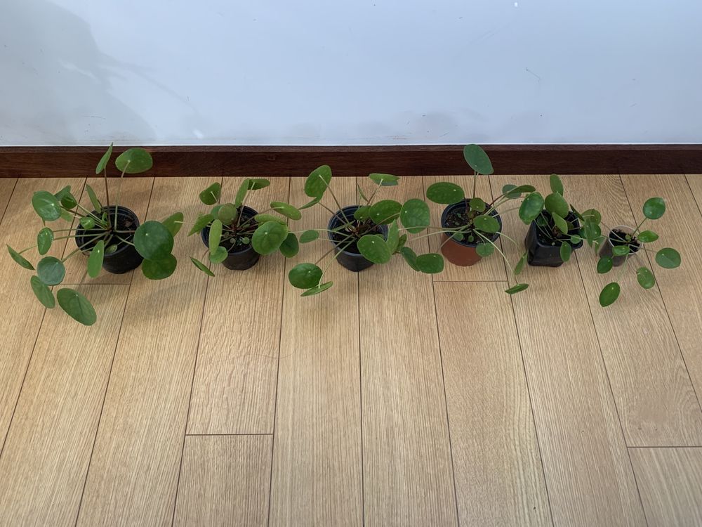 Planta Pilea Peperomioides / folhas redondas