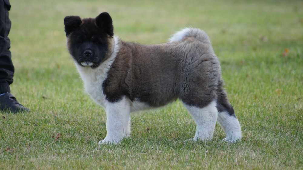 Akita Amerykanska FCI