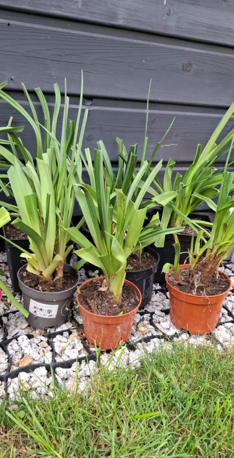 Trytoma groniasta Kniphofia 3 doniczki z sadzonkami, kępy, nadwyżki