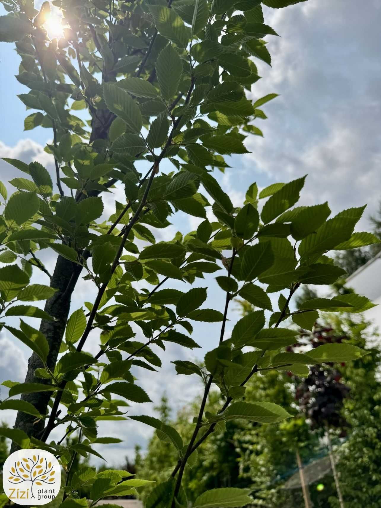 Carpinus betulus Fastigiata, Grab pospolity, obwód 8-10, 10-12,12-14cm