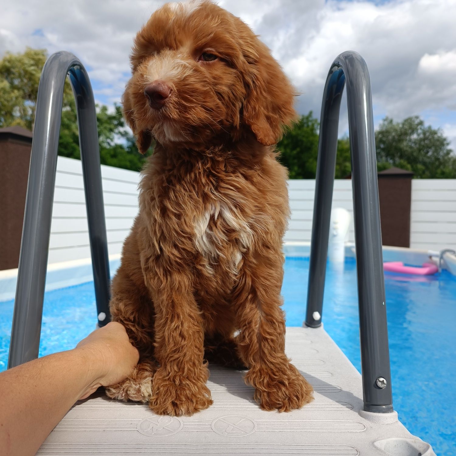 Goldendoodle F1b. Лабрадудль. Хлопчик. Київ