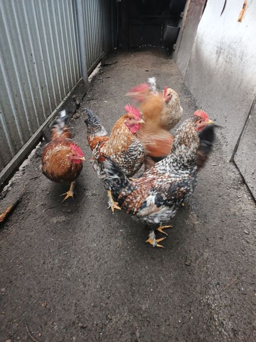 Петухи 7 месяцев