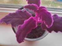 Продаю растение Гинура с очень ярким фиолетовым окрасом