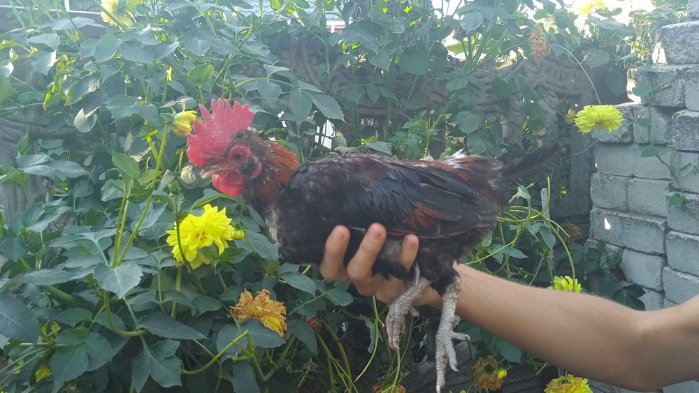 Карликові молоді півні