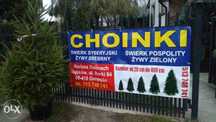 Choinki na święta