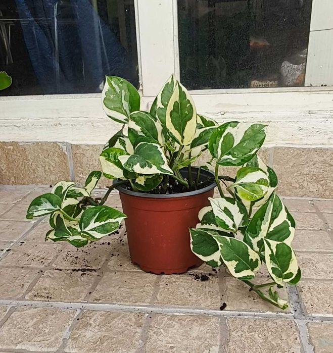 Planta pothos n'joy