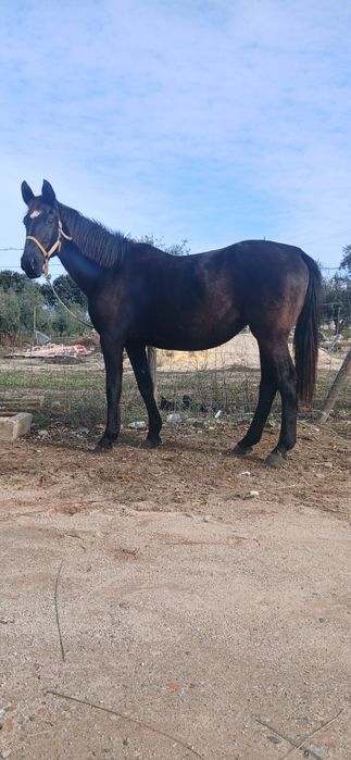 Vendo ou troco egua preta com documentos