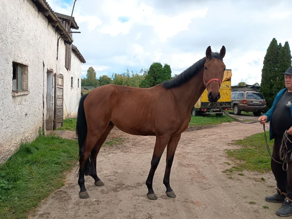 Młody przyszłościowy ogier