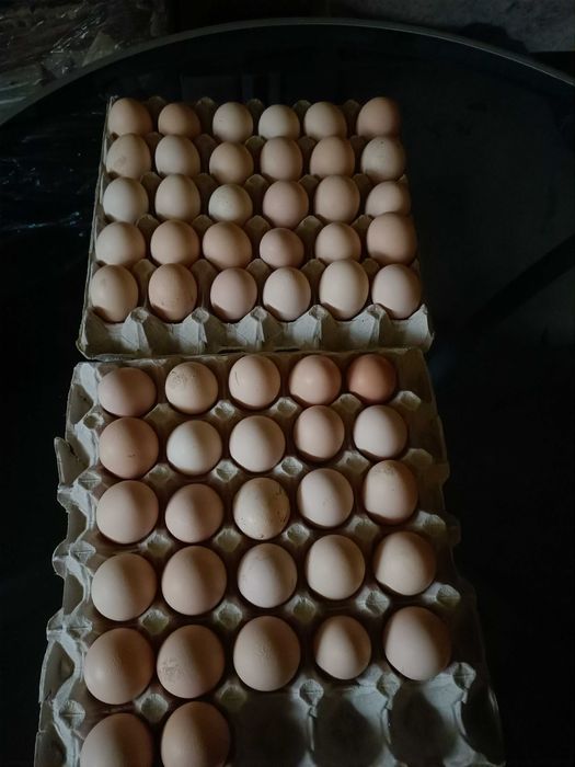 Jajka wiejskie od kur z wolnego wybiegu-ekologiczne