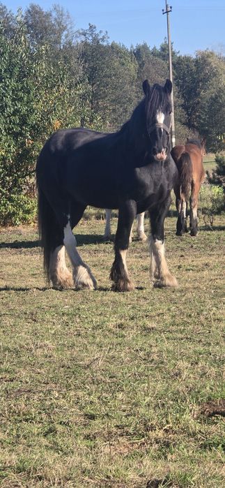 Klacz Shire 11 lat 175cm
