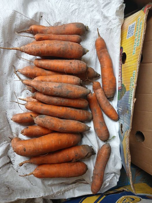 Морква від виробника