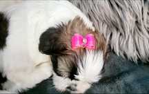 Shih tzu piesek , szczenię