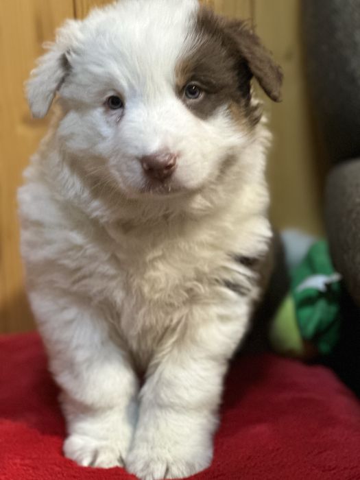 Border collie unikatowy piesek