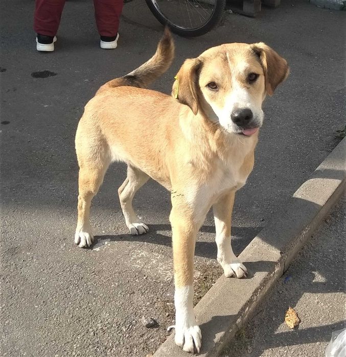 Стерилізована Емма шукає дім