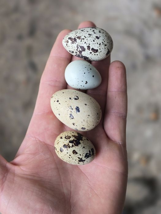 Celadon, Jumbo, Faraon, Texas teksas, włoszka, przepiórki jaja lęgowe