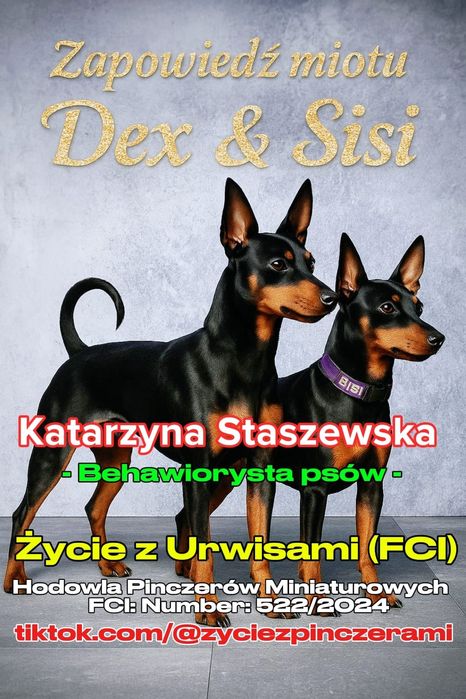 Pinczer Miniaturowy ZKwP (FCI) szczenięta 4-7 Grudzień narodziny