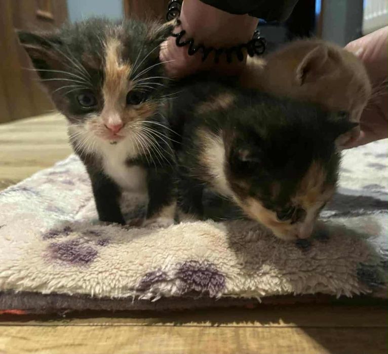 Rodzeństwo marzy o bezpiecznych domkach