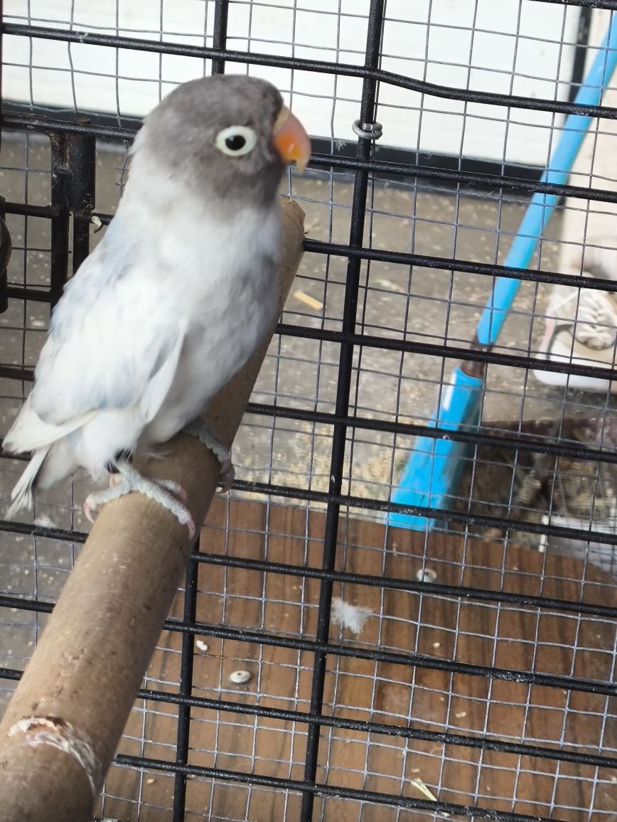 Agapornis Personatas