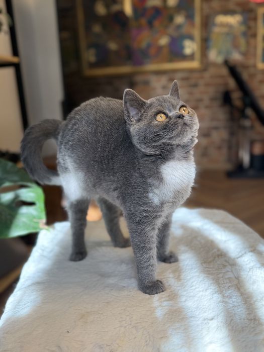 Niebieski szkocki prostouchy kocurek