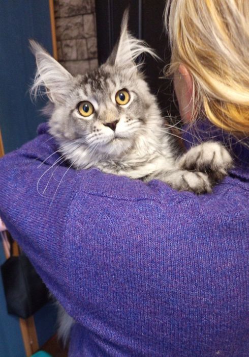 Перетримка котиків