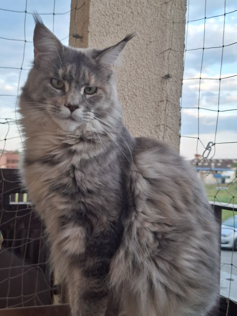 Sprzedam śliczną kotkę Maine Coon