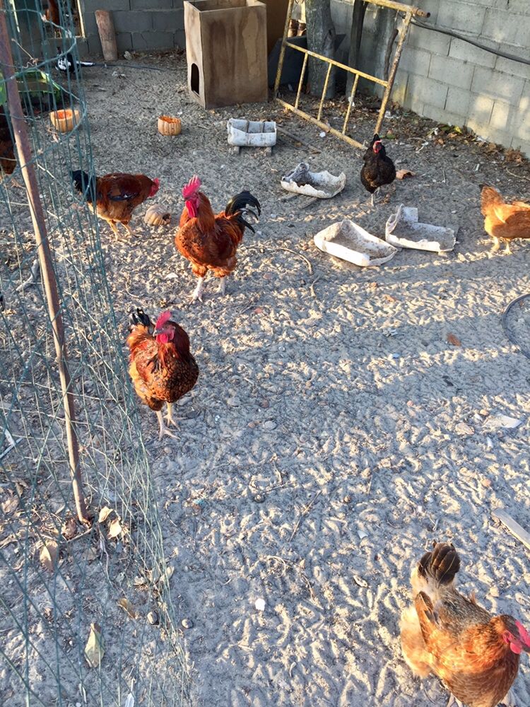 Patos,galos,galinhas,perus e coquichos para venda