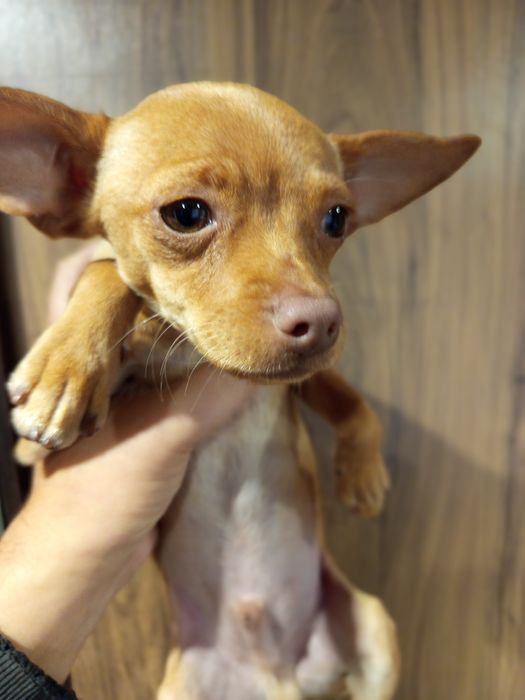 Цуценята породи Той Тер 'єр