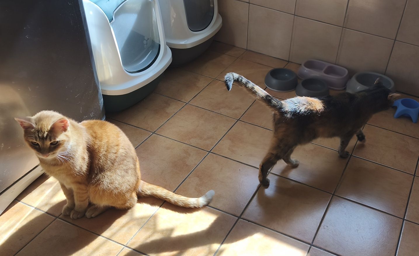 Simba i Luni oddam w dobre ręce